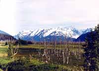 Marshlands along the hiway to Portage Glacier