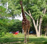 Giraffe